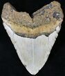 Bargain Megalodon Tooth - North Carolina #21684-2